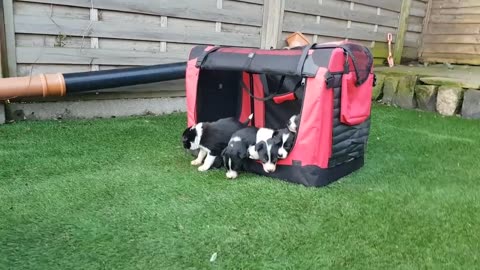 Border collie puppies first time outside