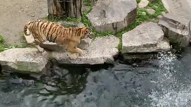 tigers