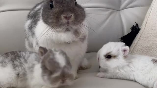 Come and have a look, this is a group of cute little animals
