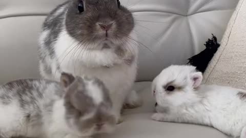 Come and have a look, this is a group of cute little animals