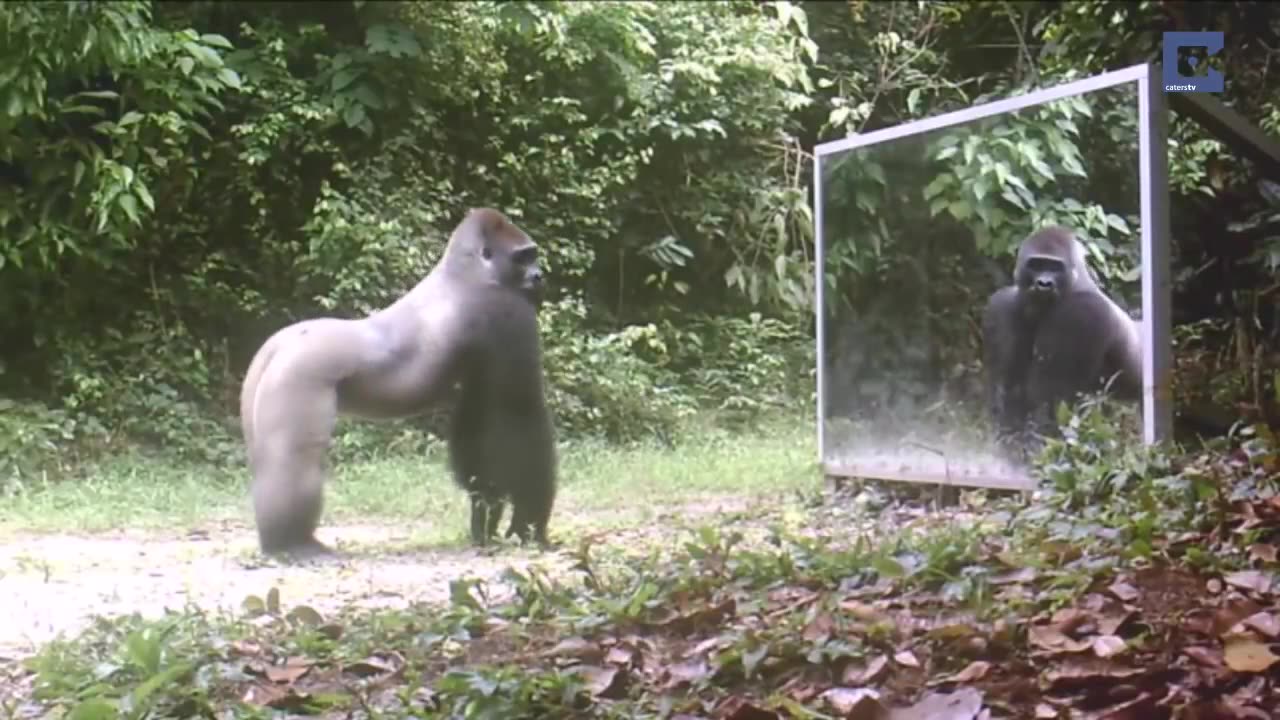 Animals in Mirrors Hilarious Reactions