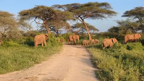 A herd of elephants crossing of the road