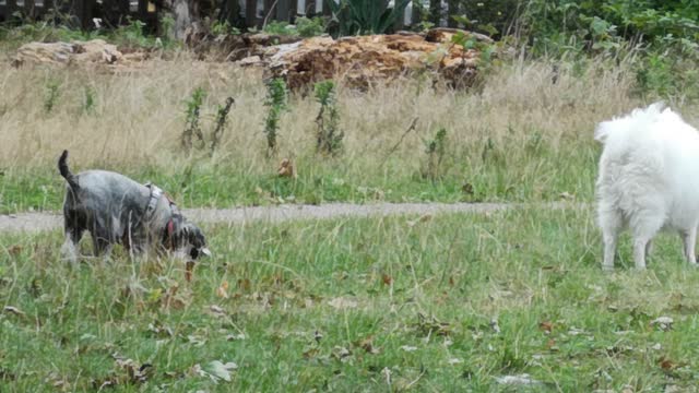 Dogs stroll in the park