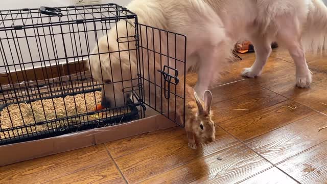 Dog Steals Hay from a Rabbit