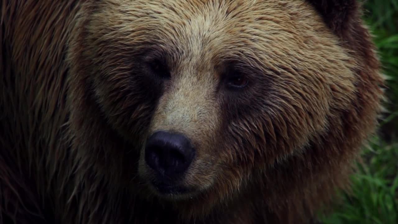 brown bear in woods