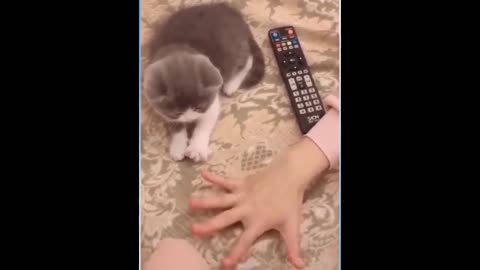 Funny Animal Videos to Boost your day 2024