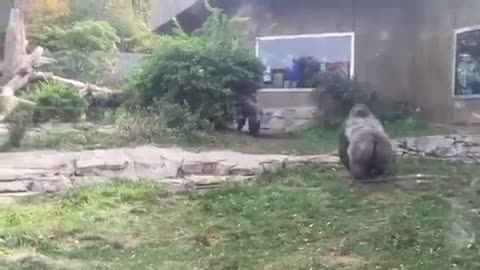 Omaha Zoo - Gorilla Fight "Where's the Zookeepers"