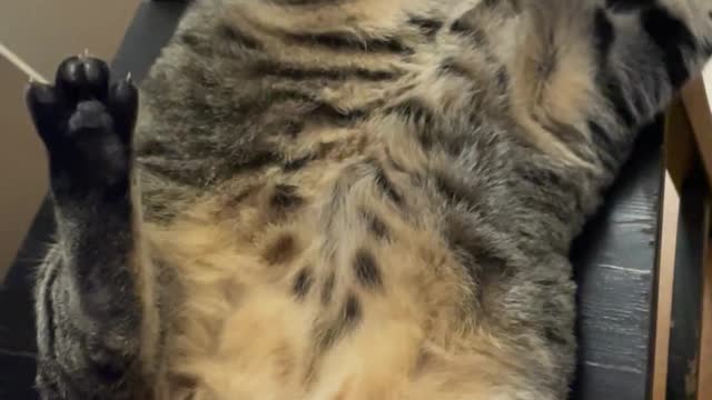 Cute Cats Playing #78