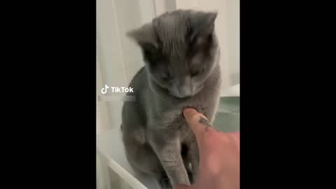 Guy prank the cat