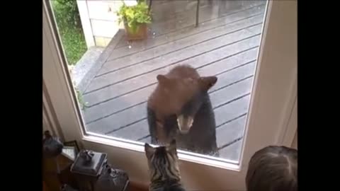 Playful Bear Cubs Explore the Yard