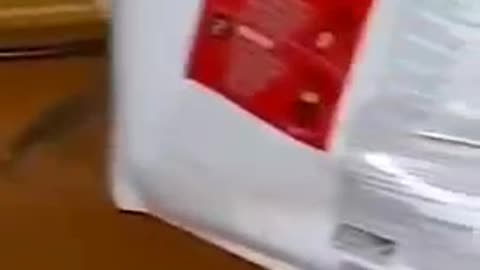 Funny: When a Mouse Chases a Cat With,. . .