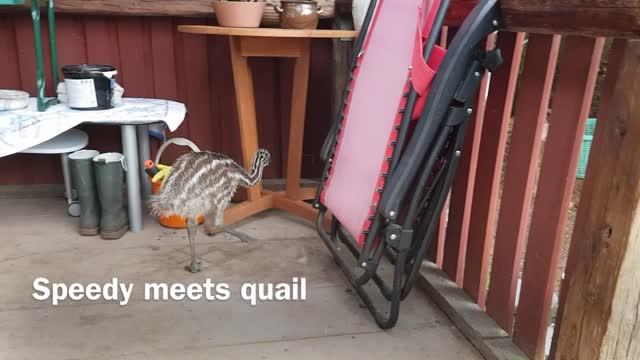 Emu meets quail
