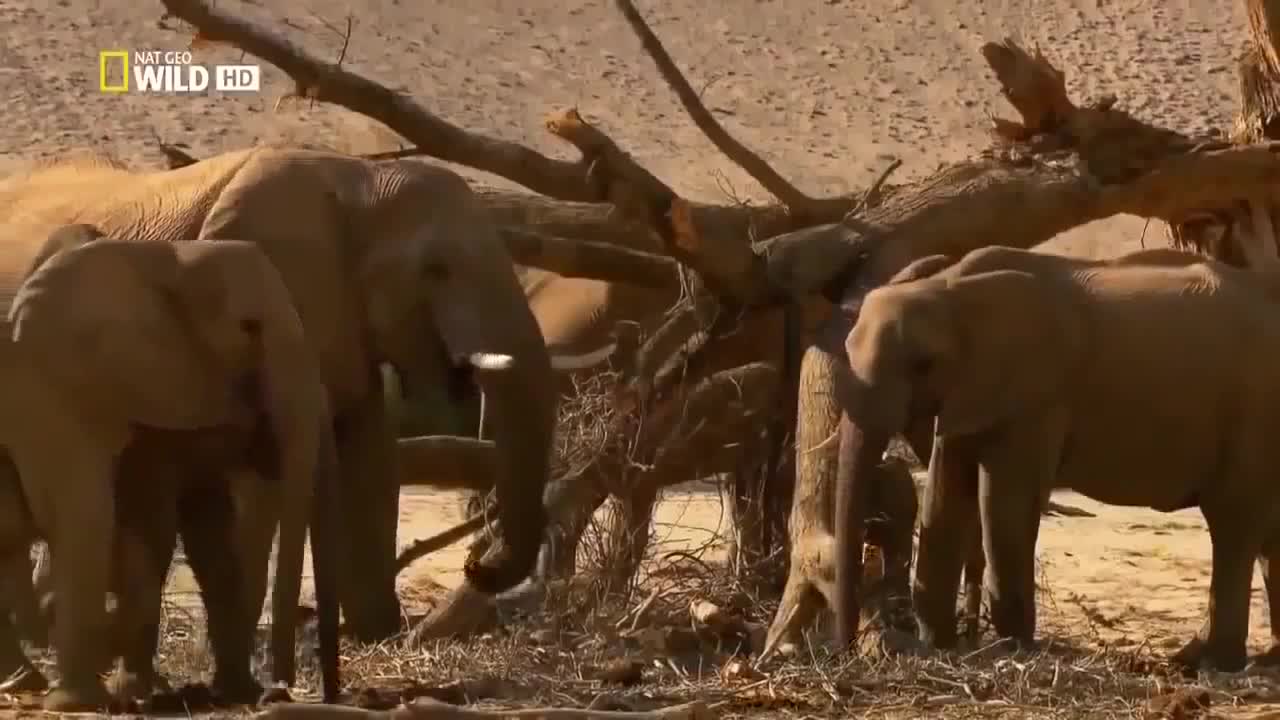 life of elephants national geographic documentary hd 2017