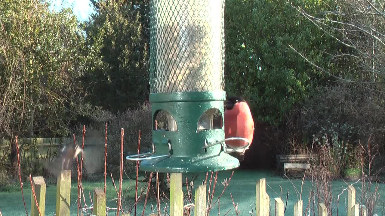 Bull Finch Garden Birds Bird Song Gold Finch