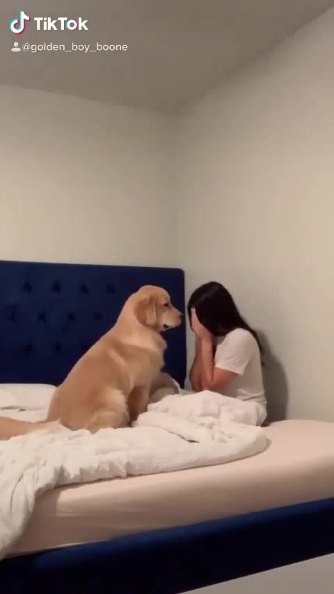 Golden Retriever consoles owner when she pretends to cry