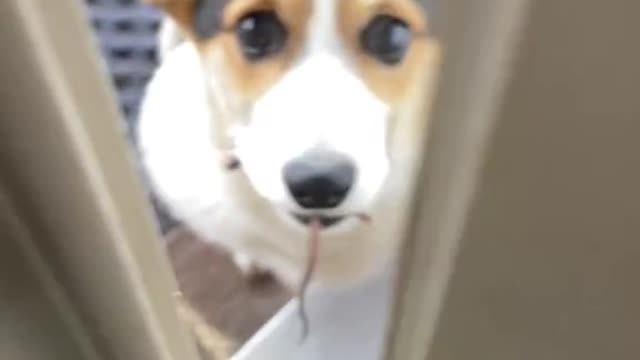 Corgi Eating Mouse