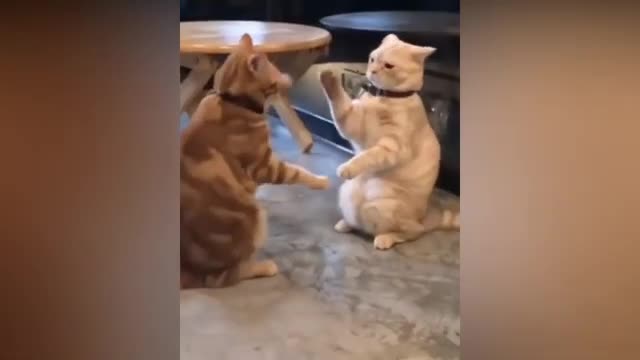 Funny Cats and Cute Pets Compilation - Cuteness and Funniest Animals Video 2021