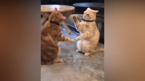 Funny Cats and Cute Pets Compilation - Cuteness and Funniest Animals Video 2021