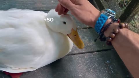 Pet a Duck Simulator