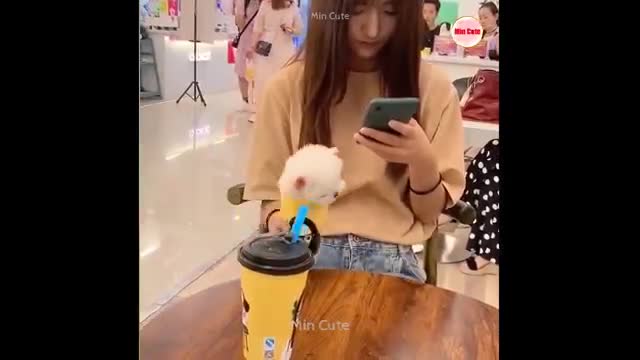 Funny and Cute Pomeranian 😍