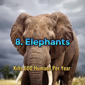 Top 10 dangerous wild animals which can kills human 🤢