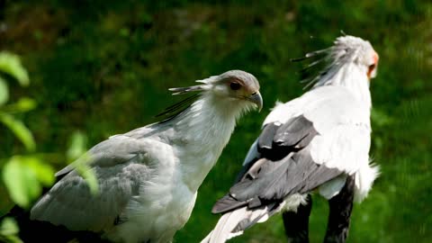 What is this bird?