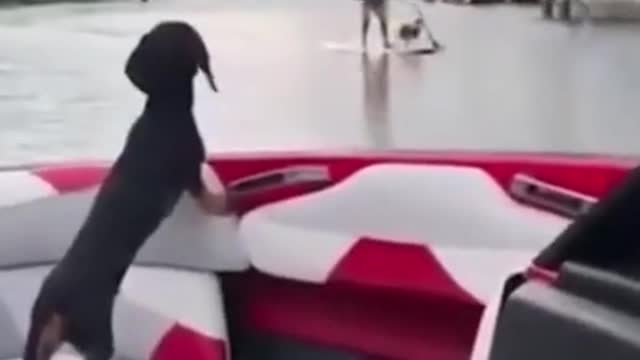 Funny Dogs if they could talk