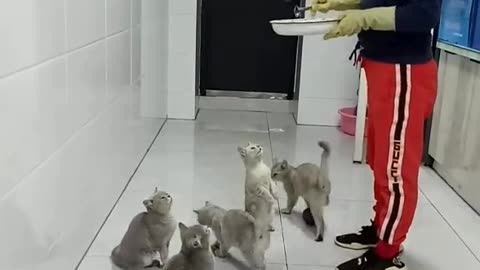 Feeding cats 😊😊😊