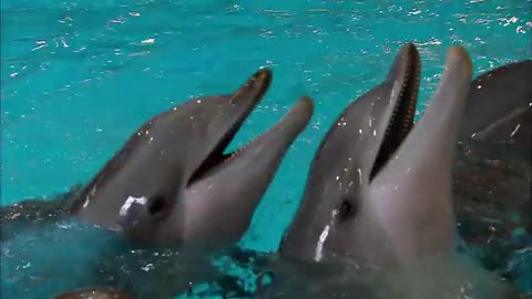 Dolphin Expresses Emotion Through Sound - Extraordinary A