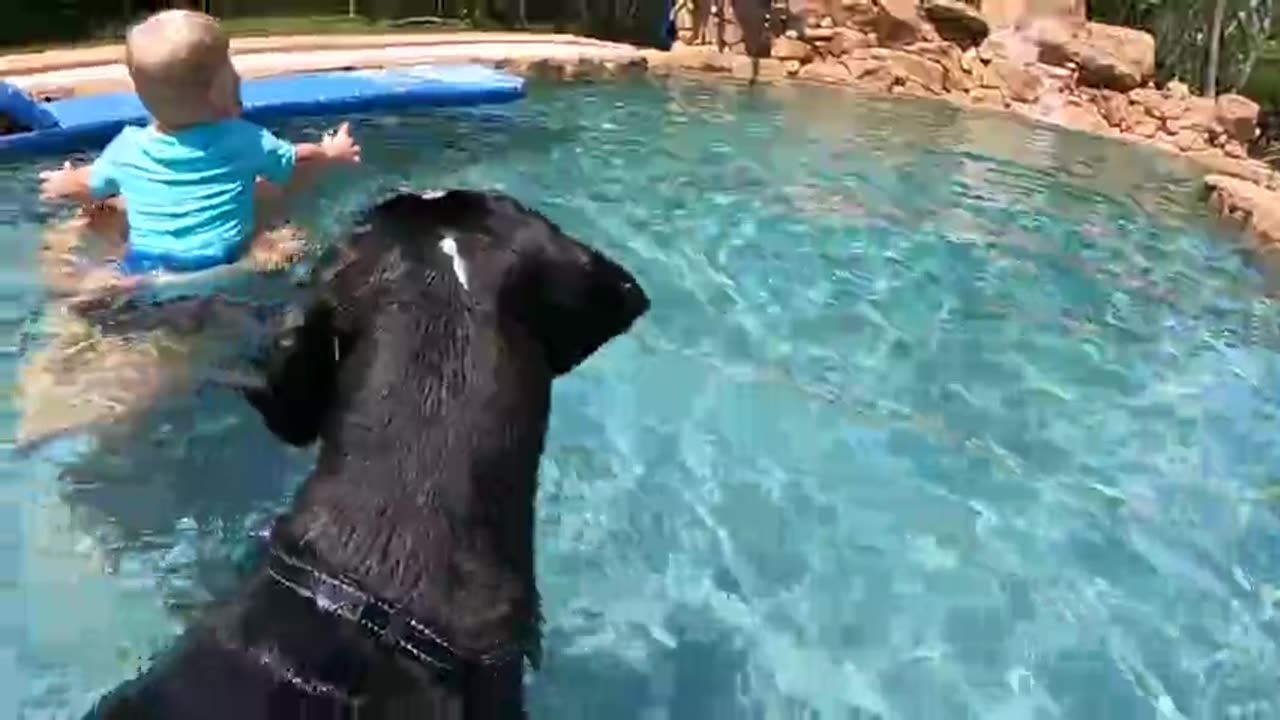 Gentle Great Dane joins grandpa & grandson for 1st swim in the pool