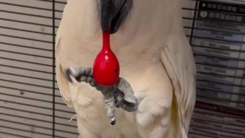 Funny animals funny parrot talking parrot