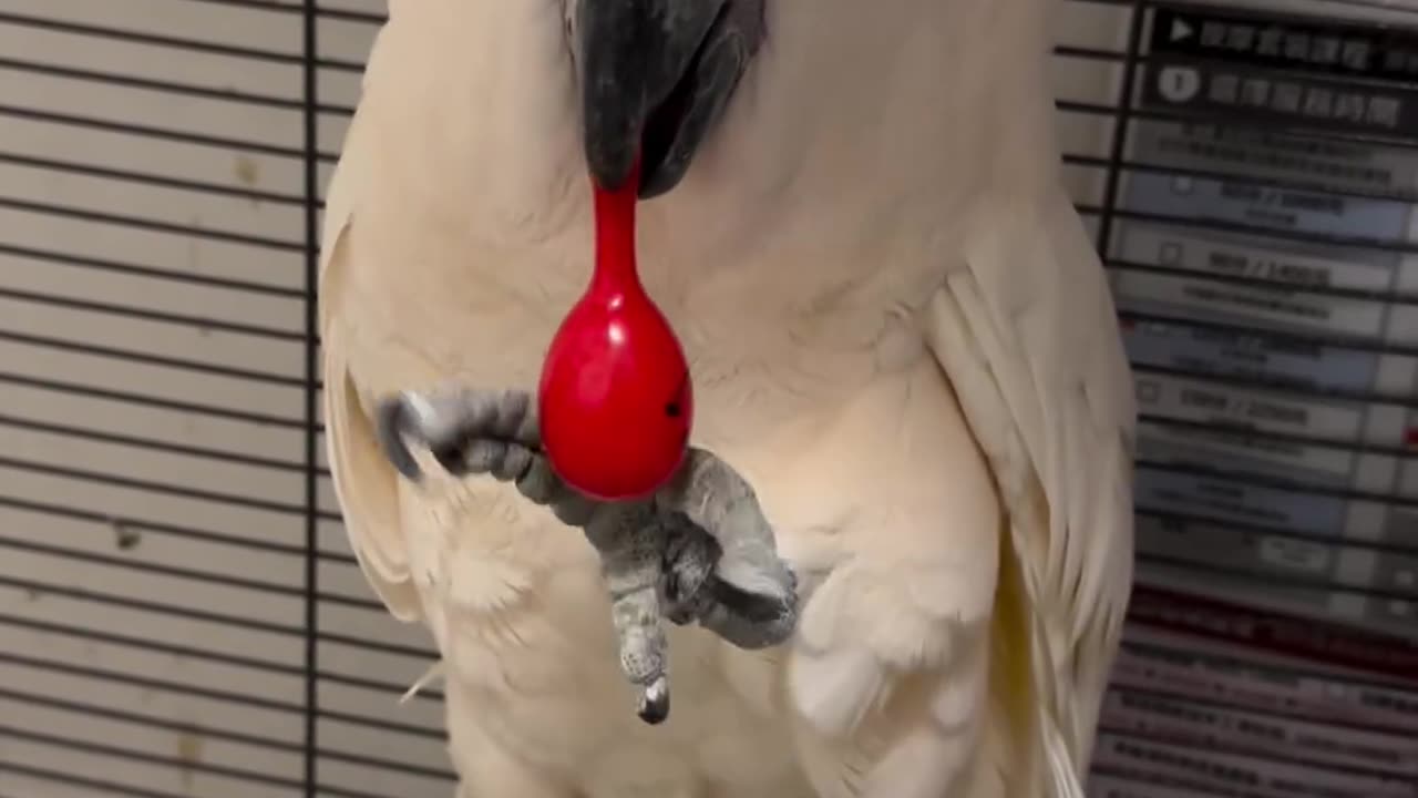 Funny animals funny parrot talking parrot