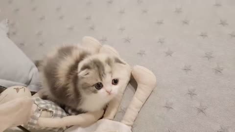 beautiful cat puppy