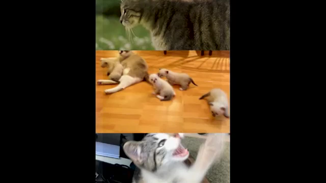 Cat video