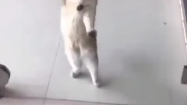 confused cat