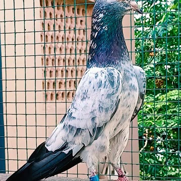 Ustad Malik Mohkam Khokhar Pigeons