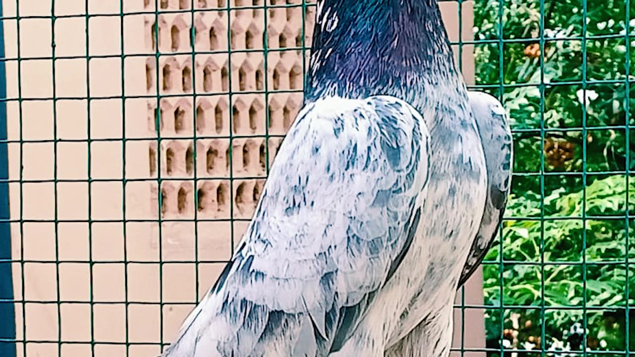 Ustad Malik Mohkam Khokhar Pigeons