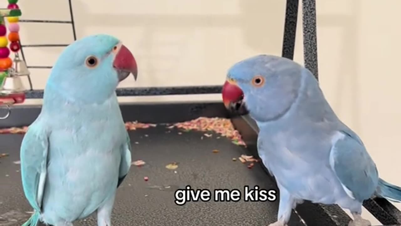 Talkative parrot on camera | Rio gets reunited with his bestfriend Zeus