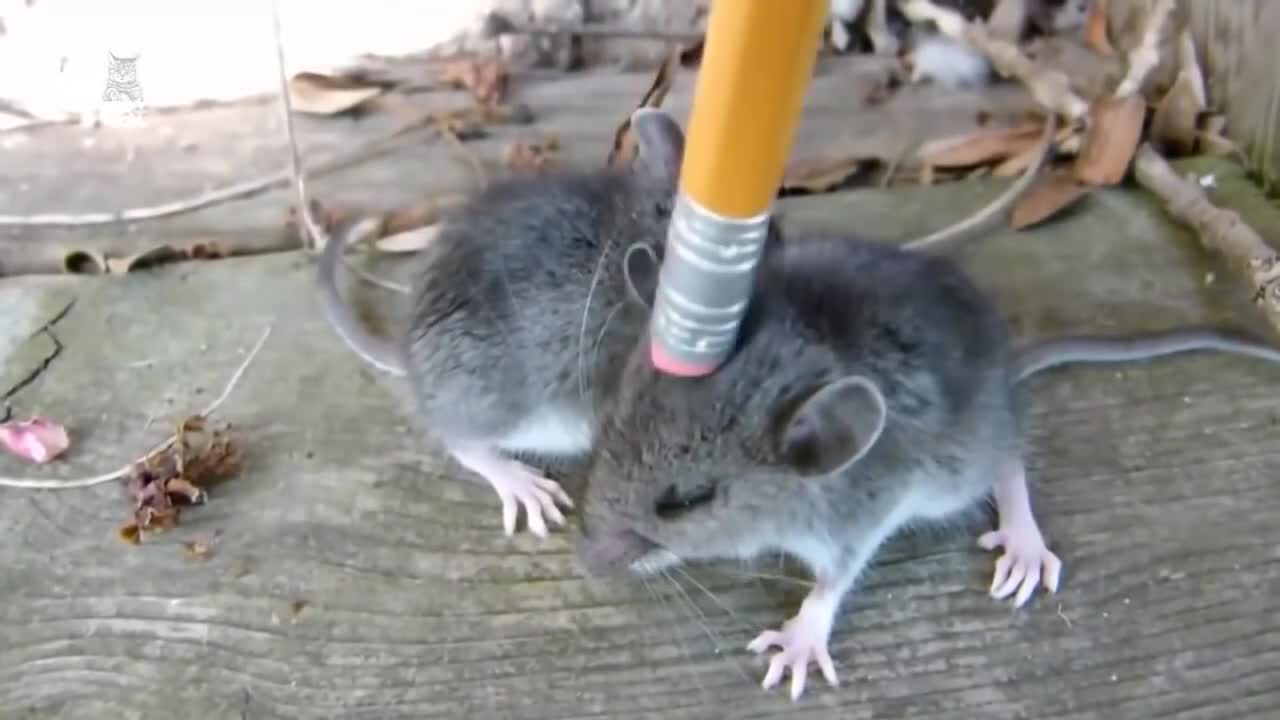 Cute mouse funny video 2023.