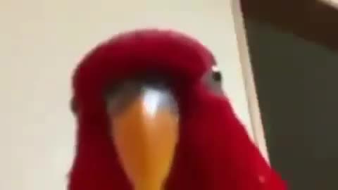 Red bird meme