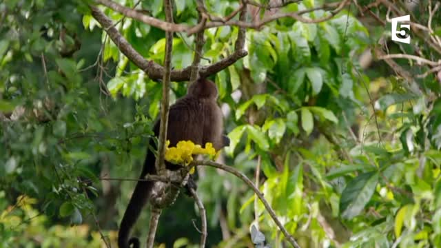 Cet oiseau tue et mange des singes - ZAPPING SAUVAGE