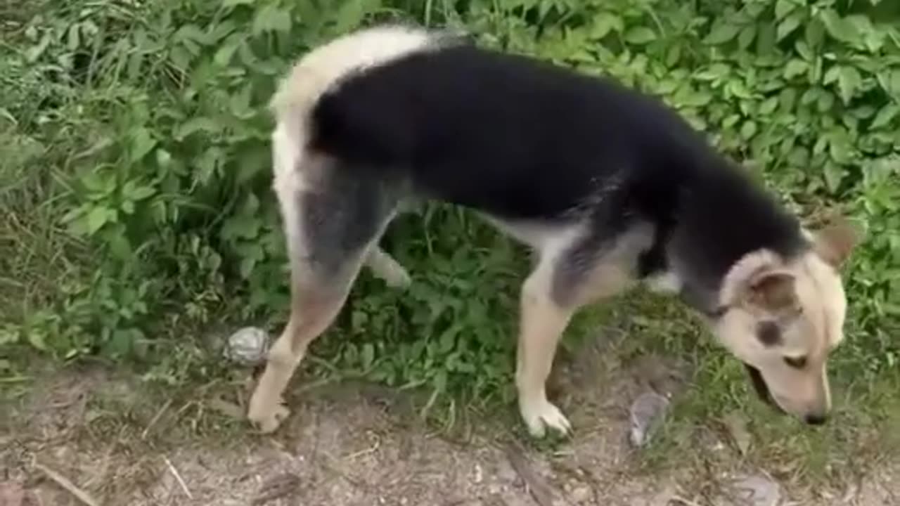 Funny dog