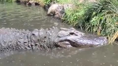 Bull Alligator! 500lb #shorts xxu-BbnsWRYcc