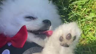 Puppy found some shade!