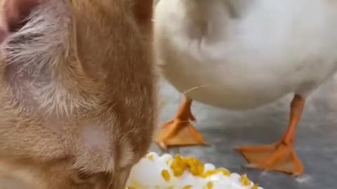 Funny animals videos 2023