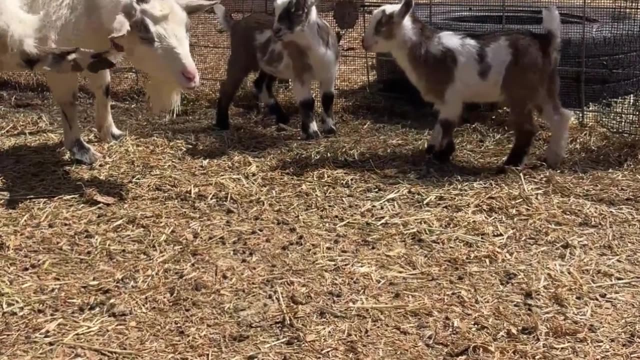 Meet Fern's Adorable New Babies Under the Sun 🌞 | H5 Ranch Diaries