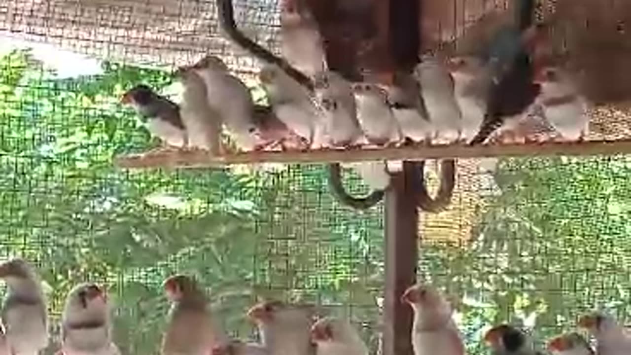 Zaibra finch funny