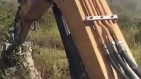 Destroying a hornet’s nest goes horribly wrong