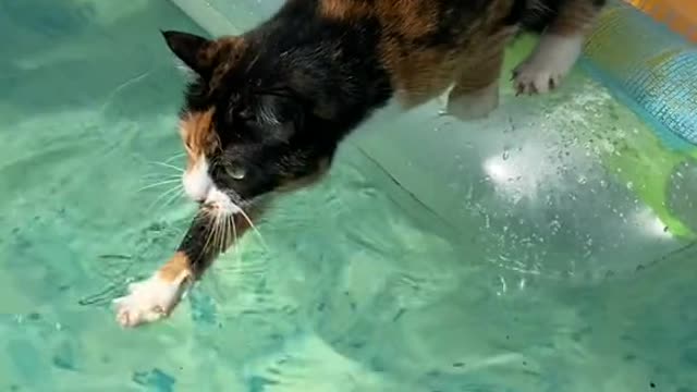 Кошкам тоже надо плавать!!!