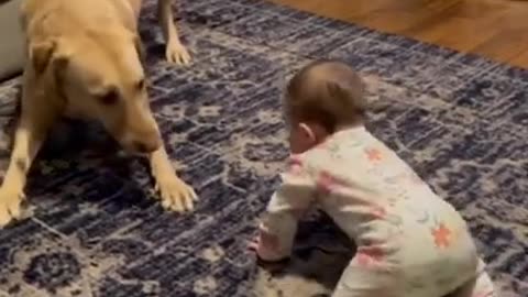 Dog fun playing with baby #shorts #viral #shortsvideo#video